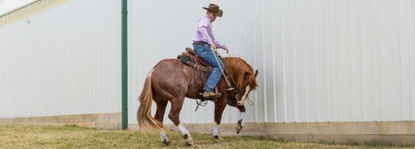 Correct-a-Barn-Sour-Horse