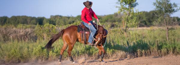 Figuring-Out-Horses-Head-Tossing-Issue