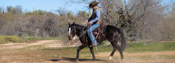 The-Benefits-of-Starting-Colts-in-a-Hackamore